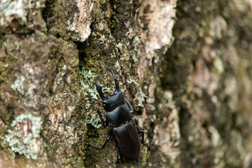 ヒラタクワガタ