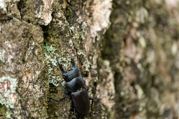 ヒラタクワガタ