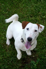 jack russell terrier