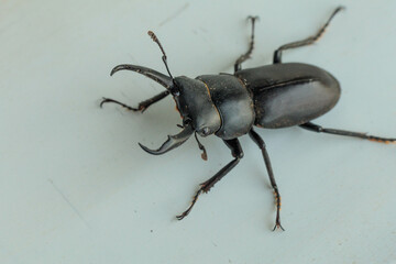 ヒラタクワガタ
