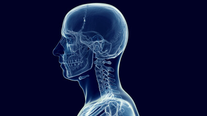 Fototapeta na wymiar 3d medical illustration of a man's skull and cervical spine
