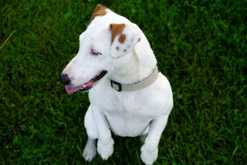 jack russell terrier