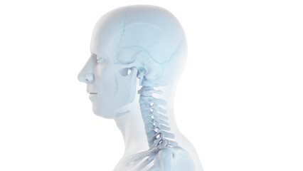 3d medical illustration of a man's skull and cervical spine