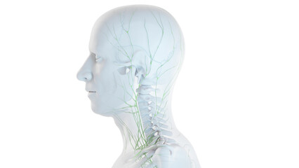 3D Rendered Medical Illustration of Male Anatomy - The Lymphatic System