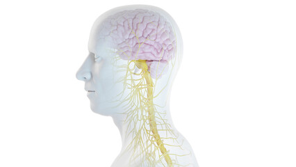 3D Rendered Medical Illustration of Male Anatomy - Nervous System.