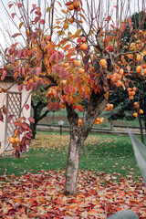 Persimmon tree with autumn harvest in orchard, colourful leaves under the persimmon tree, autumn seasonal harvest of delicious persimmon fruits, ripe exotic fruit in the garden