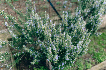 Top view of evergreen rosemary plant growing and blossoming in the garden, aromatic plant used in different industrial spheres like culinary, medicine and beauty, blooming rosemary shrub in springtime