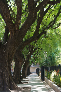Tipuana tipu tree. Alley in the park with tropical trees