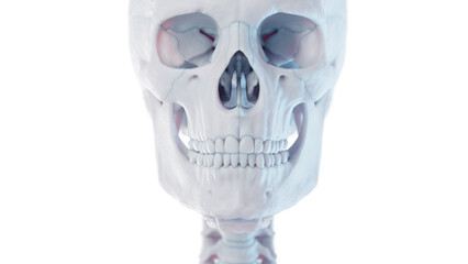 3d medical illustration of a man's skull and cervical spine