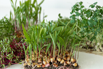 Microgreens with seeds and roots. Germination of microgreens.