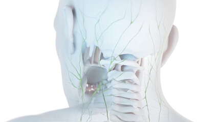 3D Rendered Medical Illustration of Male Anatomy - The Lymphatic System