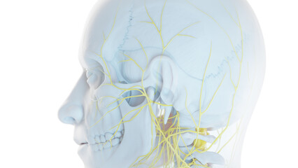 3D Rendered Medical Illustration of Male Anatomy - Nervous System.