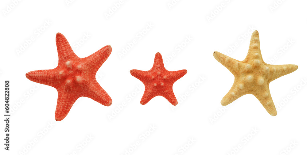 Wall mural three starfish in red and white small and large isolated on transparency png file