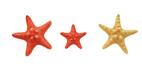 Fototapeta na wymiar Three starfish in red and white small and large isolated on transparency png file
