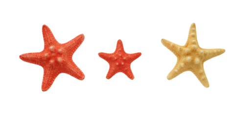 Three starfish in red and white small and large isolated on transparency png file