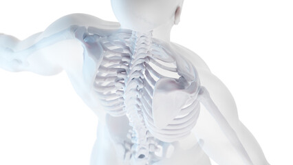 3d medical illustration of a man's skeletal system