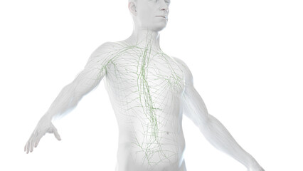 3D Rendered Medical Illustration of Male Anatomy - The Lymphatic System