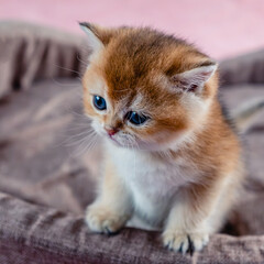 British breed golden chinchilla kitten.