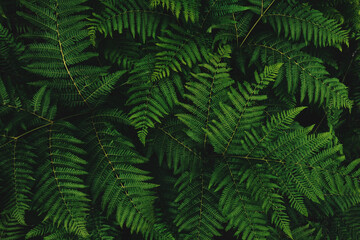 Naklejka na ściany i meble Western brackenfern, common bracken fern plant as abstract nature background