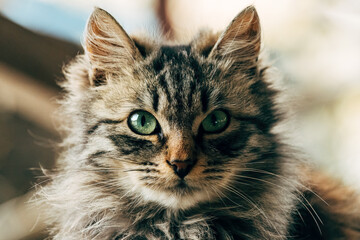 Obraz premium Portrait of a furry mixed breed female domestic cat with green eyes that resembles with Ragamuffin