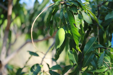 mango tree in the garden
