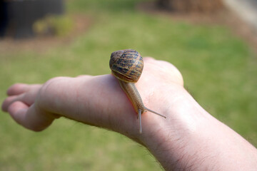 Snail moving in a man's hand
