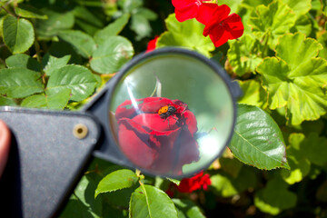 Biologist investigating insects with a magnifying glass