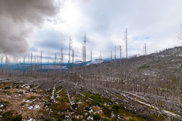 Obraz premium Silent Remnants: The Haunting Beauty of Harz's Dead Forest