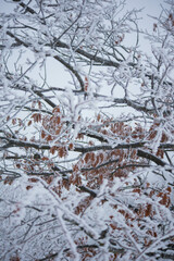 Giochi di neve e ghiaccio, Passo della Raticosa, Toscana