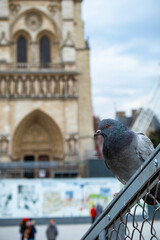Chiesa di Notre Dame, città di Parigi, Francia