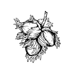 Close-up of hazelnut fruits with spiny husks (Corylus avellana, common hazel, forest filbert). Black and white outline illustration, hand drawn work isolated on white background