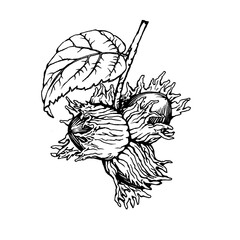 Close-up of hazelnut fruits with spiny husks and leaves (Corylus avellana, common hazel, forest filbert). Black and white outline illustration, hand drawn work isolated on white background