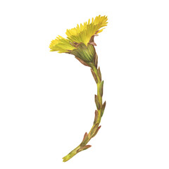 Closeup of bright yellow coltsfoot flower (Tussilago farfara, tash plant, coughwort, farfara). Watercolor hand drawn painting illustration isolated on white background. - obrazy, fototapety, plakaty