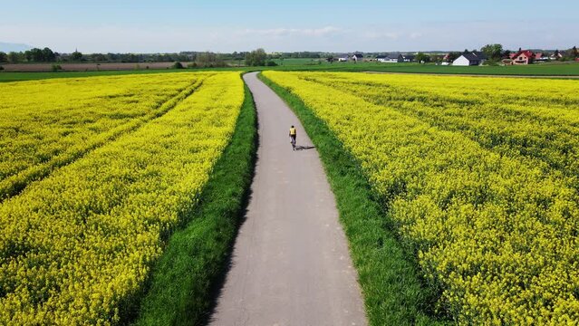 Cyclist training on bicycle. Male sportsman wearing cycling uniform and helmet riding bicycle on countryside road near blooming rapeseed fields