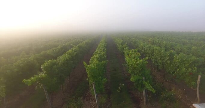 Parcelle de vigne dans la brume