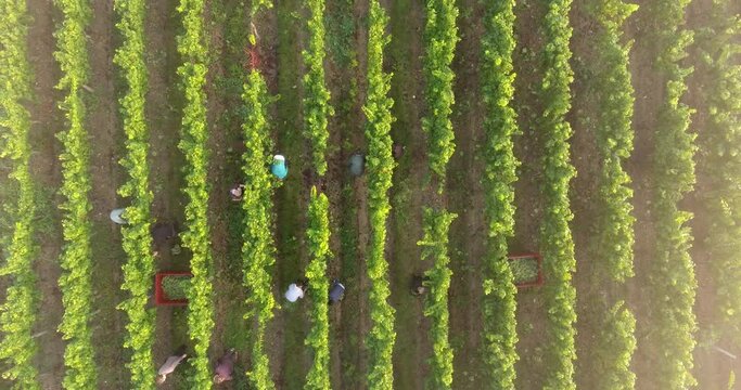 Parcelle de vigne pendant les vendanges