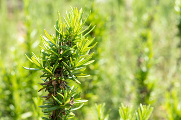 ハーブのローズマリー