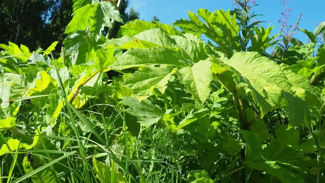 Hogweed, Cow Parsnip, Heracleum sphodylium. One of our favourite wild foods with three edible crops but because of the phototoxicity of Giant Hogweed, Heracleum mantegazzianum, you can be wary of it