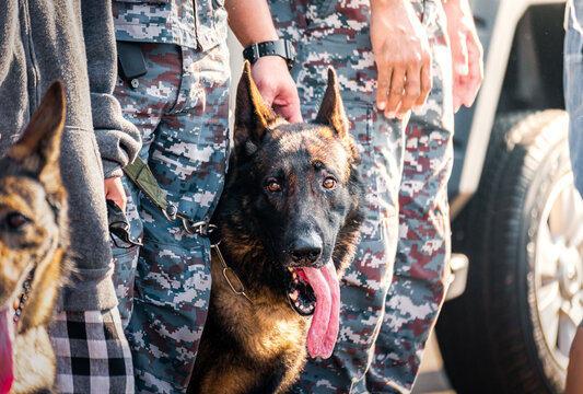 Soldiers from the  K-9 unit demonstrations to attack the enemy , the green lawns. learn the human language. Dogs can follow orders well. German Shepherd dog stand.