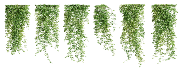 Set of Mucuna Pruriens creeper plant, vol 2. Isolated on transparent background. 3D render.