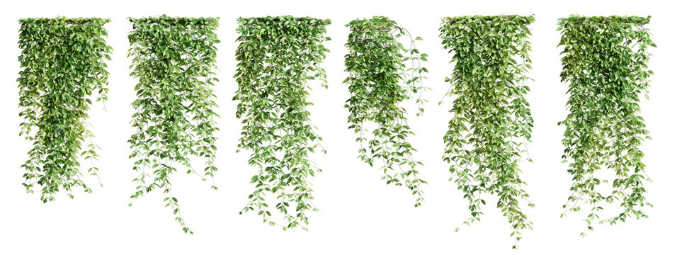 Set of Mucuna Pruriens creeper plant, vol 2. Isolated on transparent background. 3D render.
