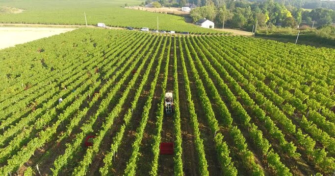 Parcelle de vigne pendant les vendanges