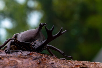 カブトムシのオスの森背景写真