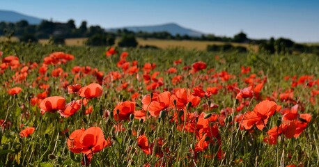Field with red poppies. Red flowers. - 604831232