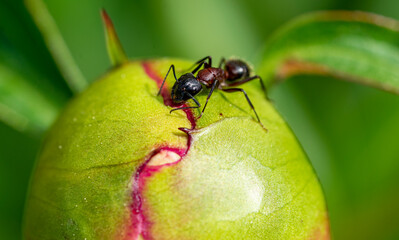 Macro shot of an ant on a flower