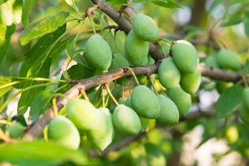 branch of unripe plum berries, close-up, blurred background