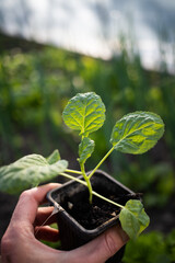 green seedling in a pot organic gardening