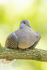 柔らかそうな羽毛のキジバト