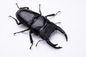 オオクワガタのオスを白背景で撮影した写真