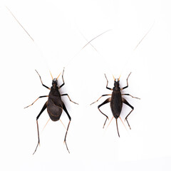 スズムシ(鈴虫)のオスとメスの白背景写真 左がオス 右がメス